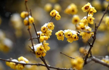 小雪节气有哪些花 小雪节气有哪些花