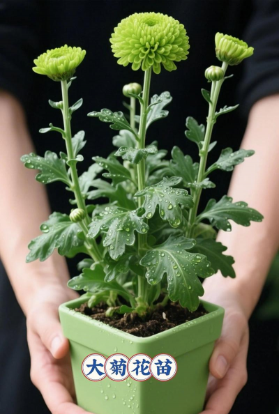 家里阳光不足怎么养花，选对植物种类，掌握养护技巧