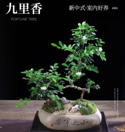 家里阳光不足怎么养花，选对植物种类，掌握养护技巧