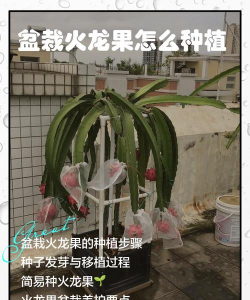 家里阳光不足怎么养花，选对植物种类，掌握养护技巧