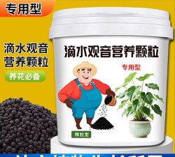 家里阳光不足怎么养花，选对植物种类，掌握养护技巧