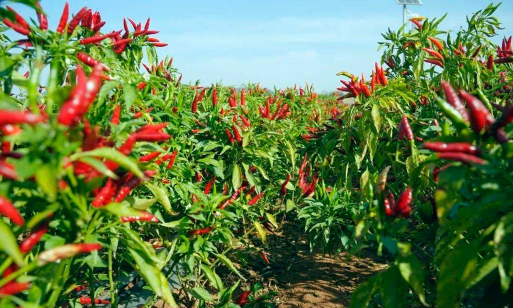 家里阳光不足怎么养花，选对植物种类，掌握养护技巧