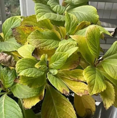 家里阳光不足怎么养花，选对植物种类，掌握养护技巧