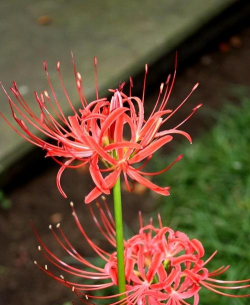 家里阳光不足怎么养花，选对植物种类，掌握养护技巧