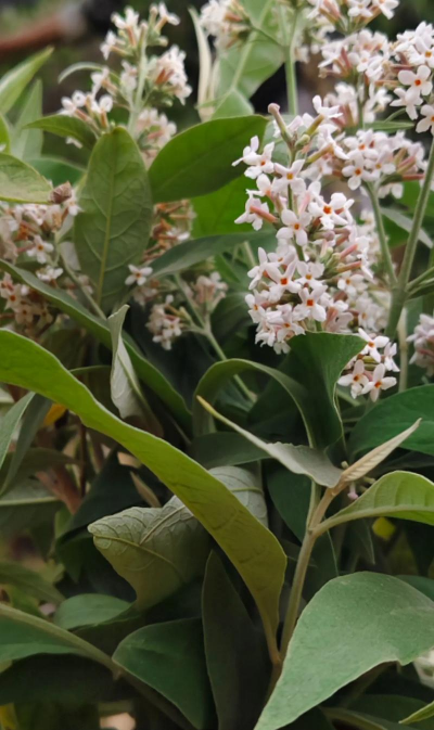 家里阳光不足怎么养花，选对植物种类，掌握养护技巧