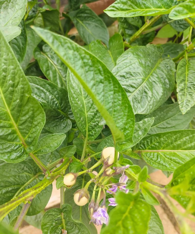 家里阳光不足怎么养花，选对植物种类，掌握养护技巧