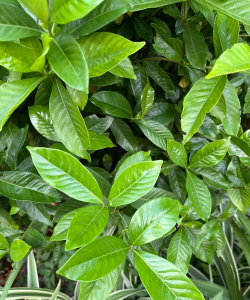 家里阳光不足怎么养花，选对植物种类，掌握养护技巧