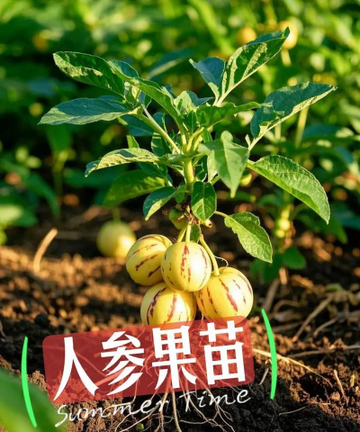 家里阳光不足怎么养花，选对植物种类，掌握养护技巧