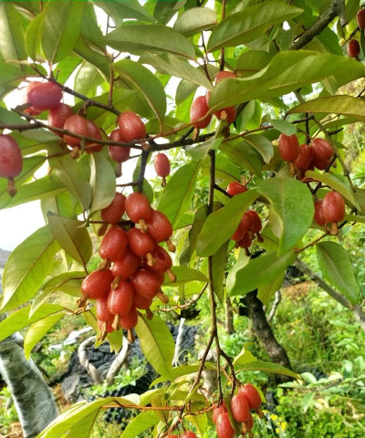 家里阳光不足怎么养花，选对植物种类，掌握养护技巧