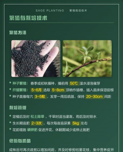 家里阳光不足怎么养花，选对植物种类，掌握养护技巧