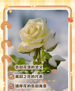 家里阳光不足怎么养花，选对植物种类，掌握养护技巧