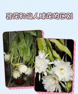 家里阳光不足怎么养花，选对植物种类，掌握养护技巧