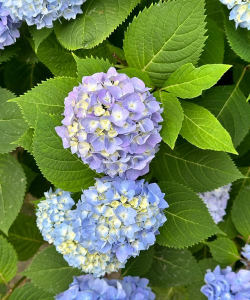 家里阳光不足怎么养花，选对植物种类，掌握养护技巧