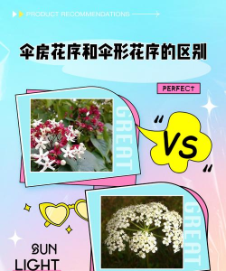 家里阳光不足怎么养花，选对植物种类，掌握养护技巧