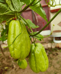 家里阳光不足怎么养花，选对植物种类，掌握养护技巧