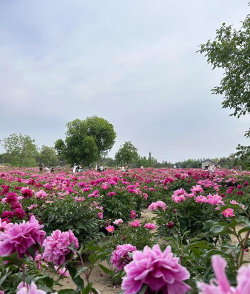 家里阳光不足怎么养花，选对植物种类，掌握养护技巧