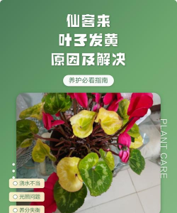 家里阳光不足怎么养花，选对植物种类，掌握养护技巧