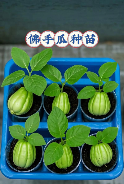 家里阳光不足怎么养花，选对植物种类，掌握养护技巧