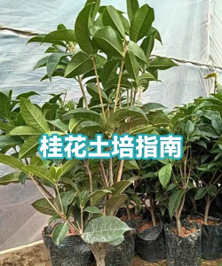家里阳光不足怎么养花，选对植物种类，掌握养护技巧