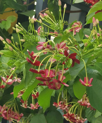 家里阳光不足怎么养花，选对植物种类，掌握养护技巧