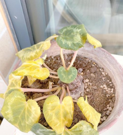 家里阳光不足怎么养花，选对植物种类，掌握养护技巧