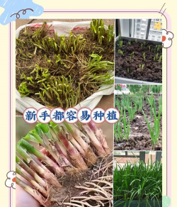 家里阳光不足怎么养花，选对植物种类，掌握养护技巧