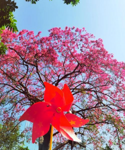 家里阳光不足怎么养花，选对植物种类，掌握养护技巧