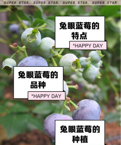 家里阳光不足怎么养花，选对植物种类，掌握养护技巧