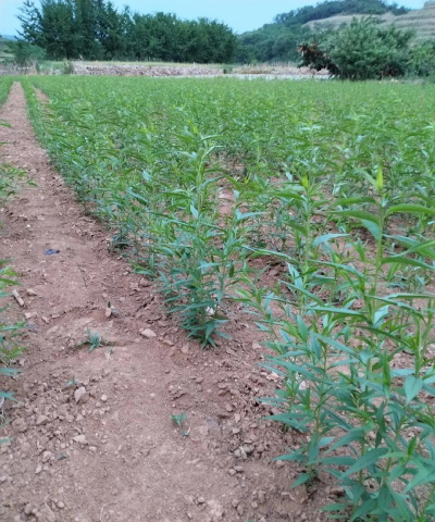 家里阳光不足怎么养花，选对植物种类，掌握养护技巧