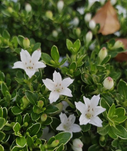 家里阳光不足怎么养花，选对植物种类，掌握养护技巧