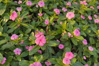 家里阳光不足怎么养花，选对植物种类，掌握养护技巧