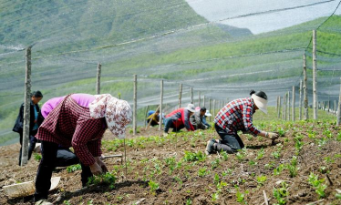 小众送妈妈的花有哪些花