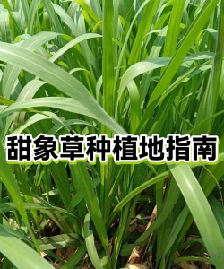 家里阳光不足怎么养花，选对植物种类，掌握养护技巧