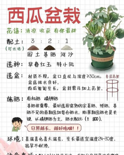 家里阳光不足怎么养花，选对植物种类，掌握养护技巧