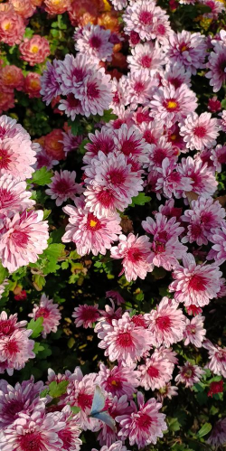 家里阳光不足怎么养花，选对植物种类，掌握养护技巧