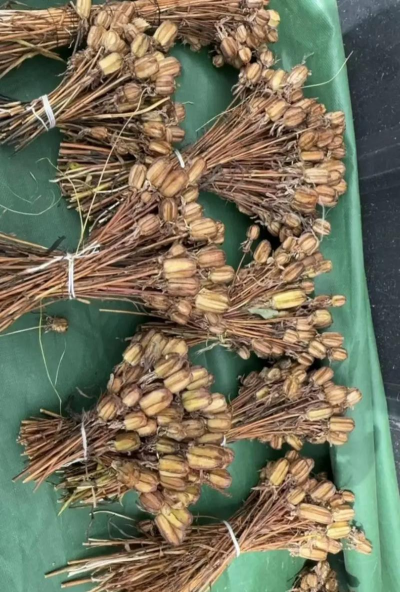 家里阳光不足怎么养花，选对植物种类，掌握养护技巧