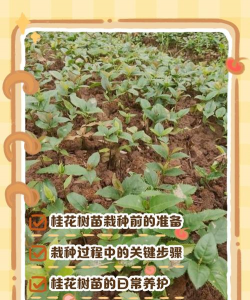家里阳光不足怎么养花，选对植物种类，掌握养护技巧