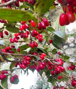 家里阳光不足怎么养花，选对植物种类，掌握养护技巧