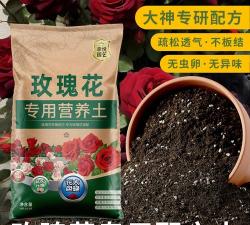 家里阳光不足怎么养花，选对植物种类，掌握养护技巧