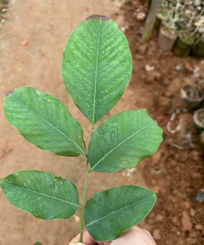 家里阳光不足怎么养花，选对植物种类，掌握养护技巧