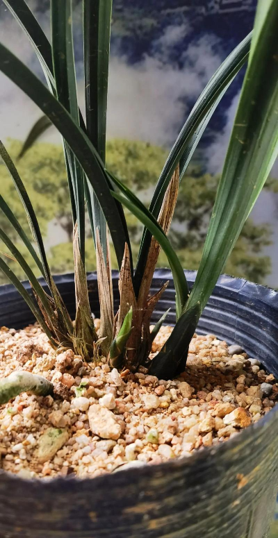 家里阳光不足怎么养花，选对植物种类，掌握养护技巧