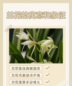 家里阳光不足怎么养花，选对植物种类，掌握养护技巧