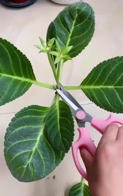 家里阳光不足怎么养花，选对植物种类，掌握养护技巧