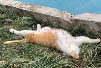 家里阳光不足怎么养花，选对植物种类，掌握养护技巧