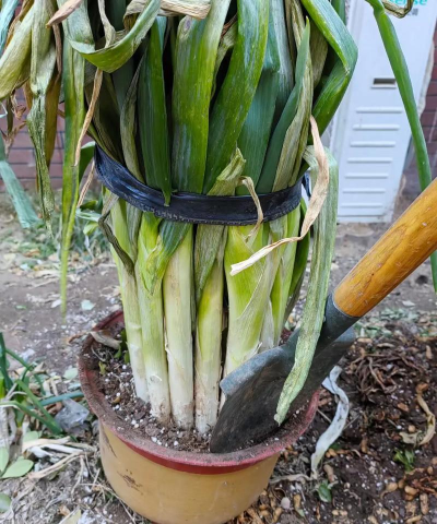 家里阳光不足怎么养花，选对植物种类，掌握养护技巧