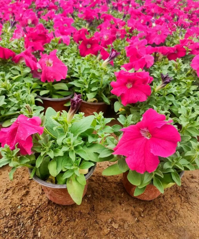 家里阳光不足怎么养花，选对植物种类，掌握养护技巧