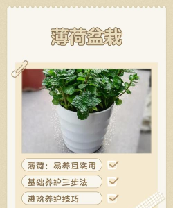 家里阳光不足怎么养花，选对植物种类，掌握养护技巧