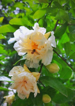 家里阳光不足怎么养花，选对植物种类，掌握养护技巧