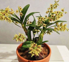 家里阳光不足怎么养花，选对植物种类，掌握养护技巧