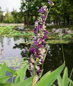 家里阳光不足怎么养花，选对植物种类，掌握养护技巧